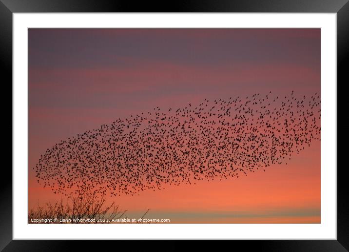 Flock of Starlings Murmuration Framed Mounted Print by Liann Whorwood
