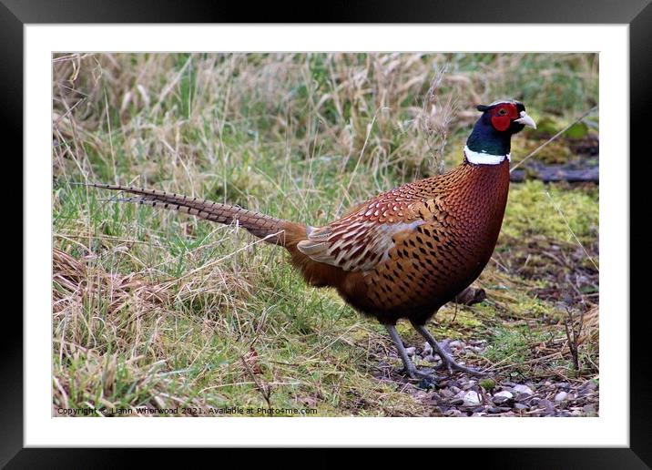 Pheasant in the grass Framed Mounted Print by Liann Whorwood