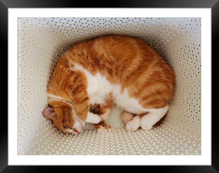 Ginger Cat Sleeping In A Laundry Basket Framed Mounted Print by Cosmin Iftode