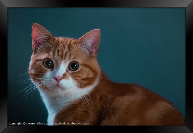 Beautiful Ginger Cat with a Cosy Blue Background Framed Print by Cosmin Iftode