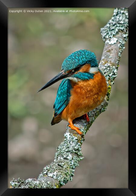 Kingfisher perched on a branch  Framed Print by Vicky Outen