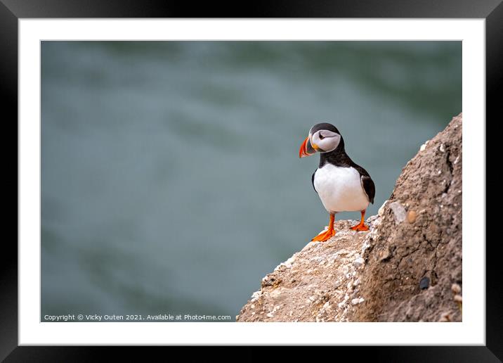 A curious puffin standing on the cliffs edge Framed Mounted Print by Vicky Outen