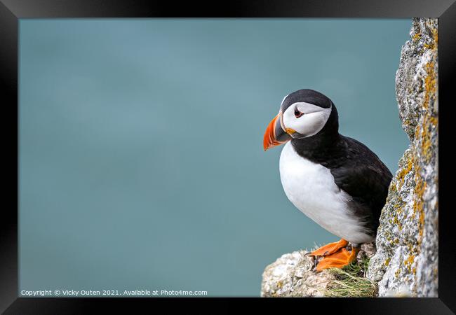 Puffin standing on the edge of the cliff  Framed Print by Vicky Outen