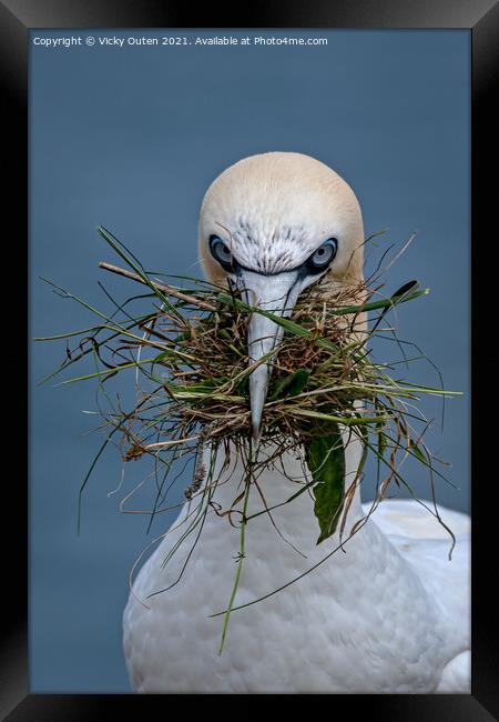 Gannet close up with nesting material  Framed Print by Vicky Outen