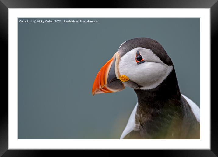 Puffin portrait Framed Mounted Print by Vicky Outen