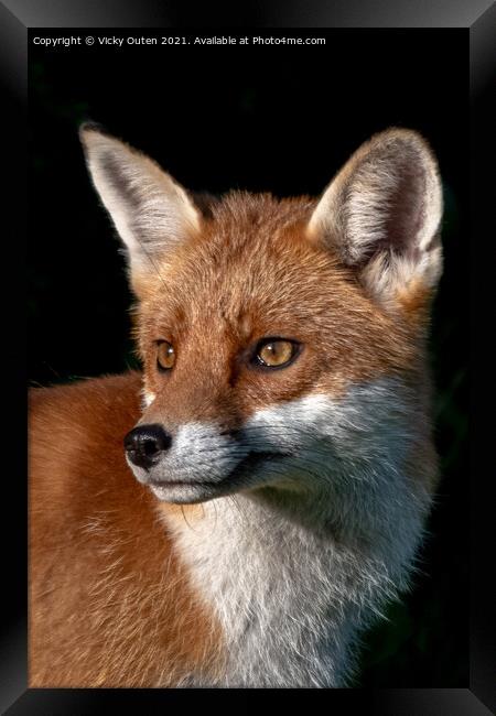 A close up of a fox in the evening sun Framed Print by Vicky Outen