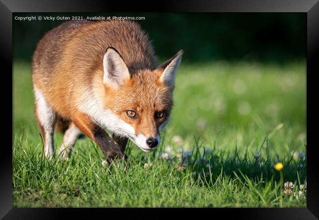 A red fox on the prowl  Framed Print by Vicky Outen