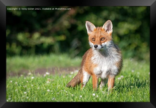 A beautiful vixen fox standing in the grass  Framed Print by Vicky Outen