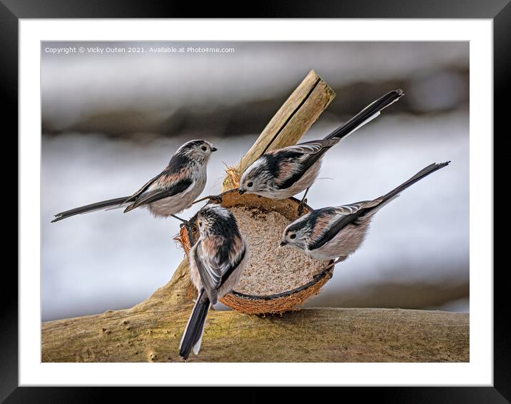 Long tailed tit's on a coconut  Framed Mounted Print by Vicky Outen