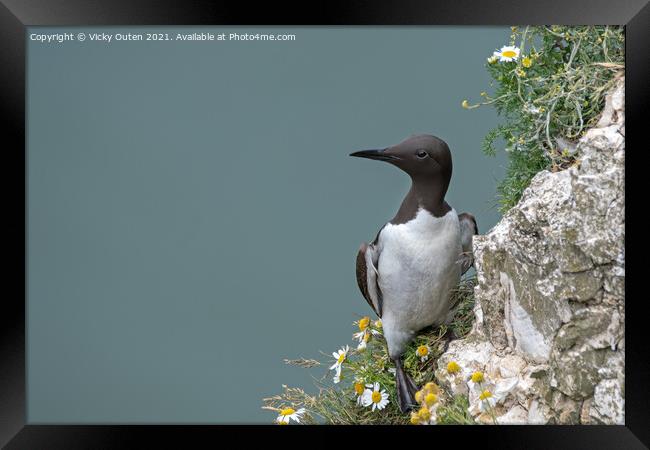 A guillemot standing on the edge of the cliff Framed Print by Vicky Outen