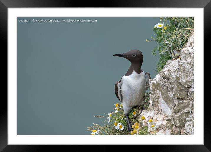 A guillemot standing on the edge of the cliff Framed Mounted Print by Vicky Outen
