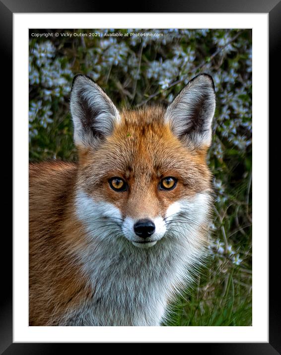 A close up of a red fox Framed Mounted Print by Vicky Outen