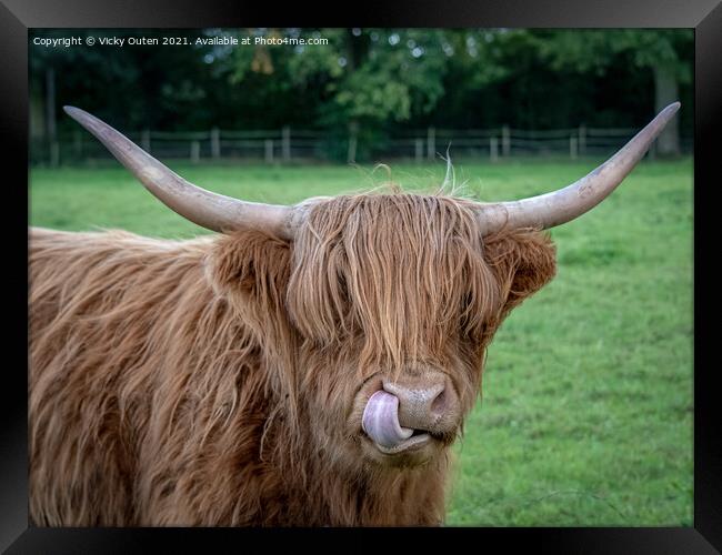 A cheeky highland cow standing on top of a grass c Framed Print by Vicky Outen