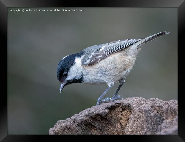 Coal tit standing on a post Framed Print by Vicky Outen