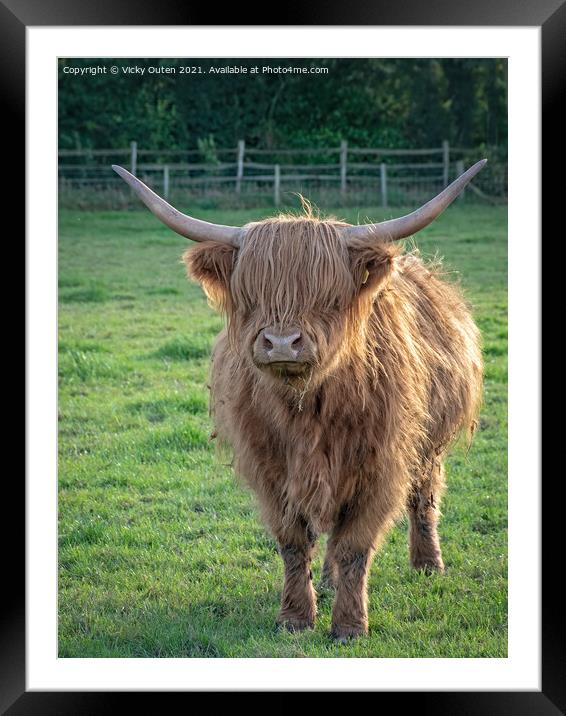 Highland Cow standing in a field Framed Mounted Print by Vicky Outen