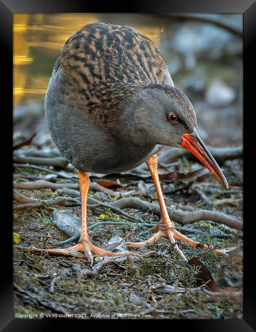 Water rail  Framed Print by Vicky Outen