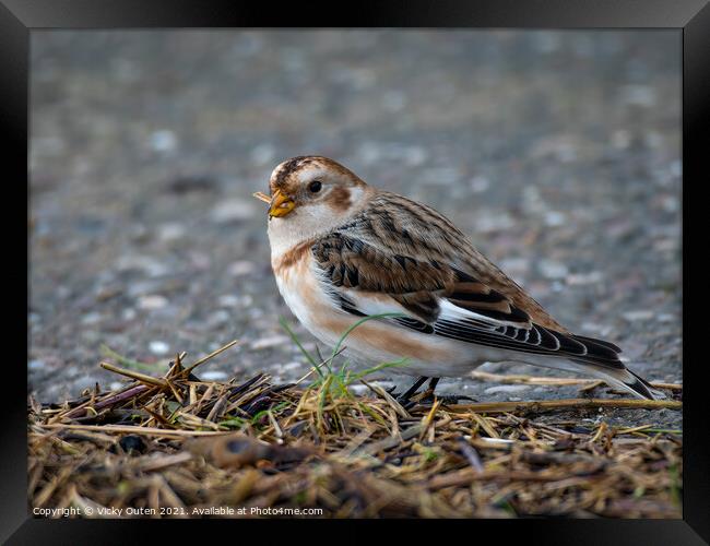 Male snow bunting standing on the ground  Framed Print by Vicky Outen