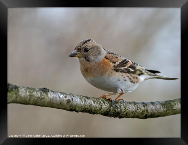 A female brambling perched on a tree branch Framed Print by Vicky Outen