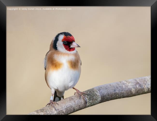 Goldfinch perched on a branch Framed Print by Vicky Outen
