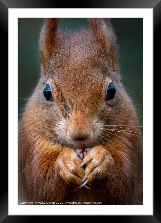 A close up of a red squirrel Framed Mounted Print by Vicky Outen