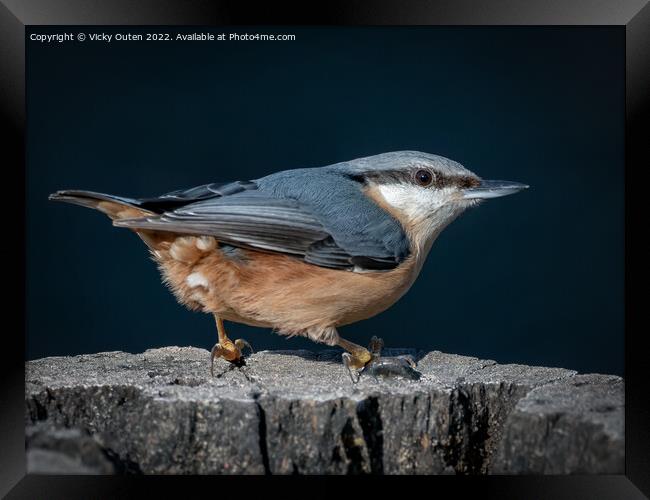 A nuthatch standing on a log  Framed Print by Vicky Outen