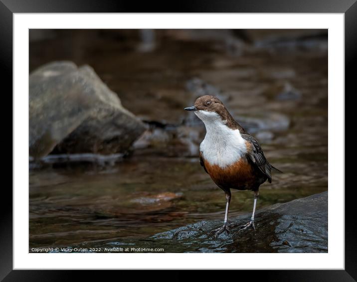 A dipper standing on a wet rock along the river  Framed Mounted Print by Vicky Outen