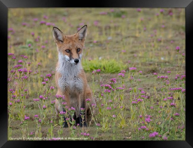 A fox cub sitting on the pink flowers Framed Print by Vicky Outen