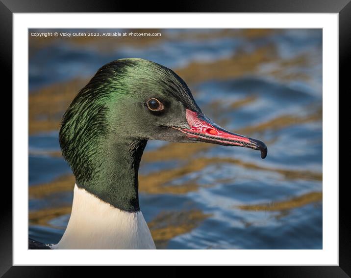 A close up of a male goodsander in a body of water Framed Mounted Print by Vicky Outen