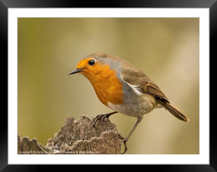European robin perched on a post Framed Mounted Print by Vicky Outen