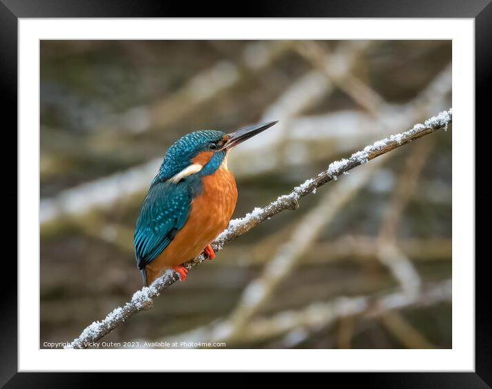 A kingfisher perched on a snowy tree branch Framed Mounted Print by Vicky Outen