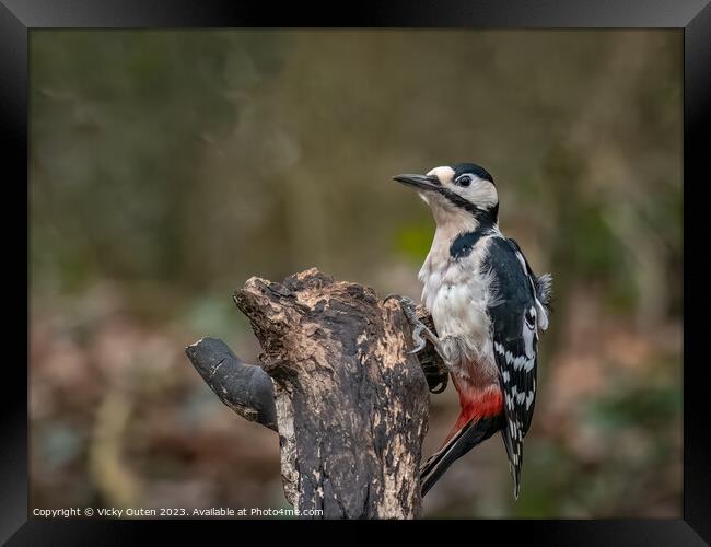 A great spotted woodpecker perched on a tree stump Framed Print by Vicky Outen