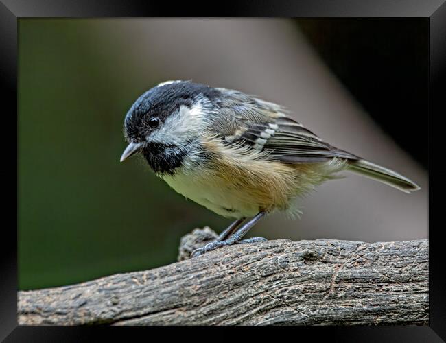 Coal tit on a log  Framed Print by Vicky Outen