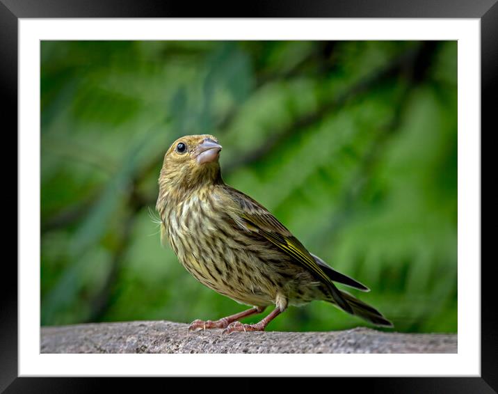Greenfinch Framed Mounted Print by Vicky Outen
