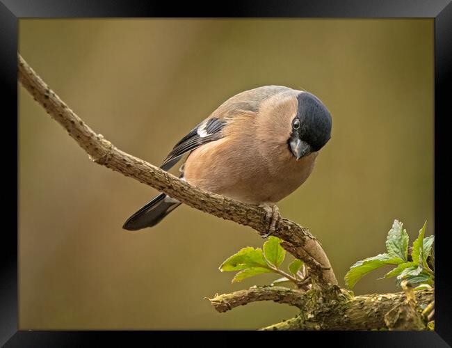 Female bullfinch Framed Print by Vicky Outen