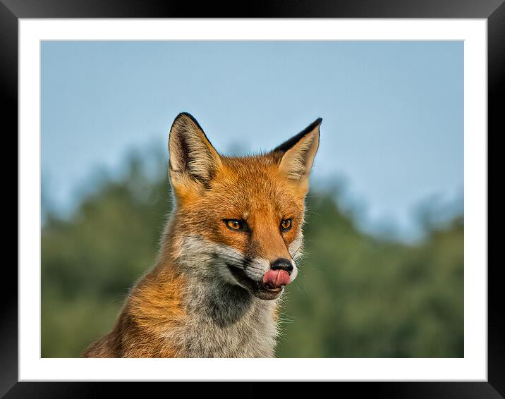 Red fox Framed Mounted Print by Vicky Outen