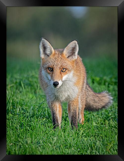 Red fox Framed Print by Vicky Outen