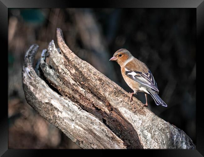 Male chaffinch on a log  Framed Print by Vicky Outen
