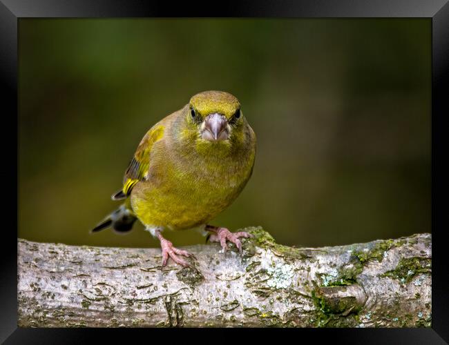 Greenfinch Framed Print by Vicky Outen
