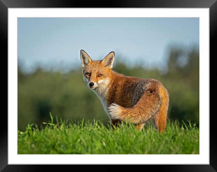 Red fox Framed Mounted Print by Vicky Outen