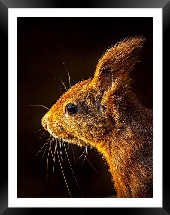 Red squirrel portrait in beautiful light Framed Mounted Print by Vicky Outen