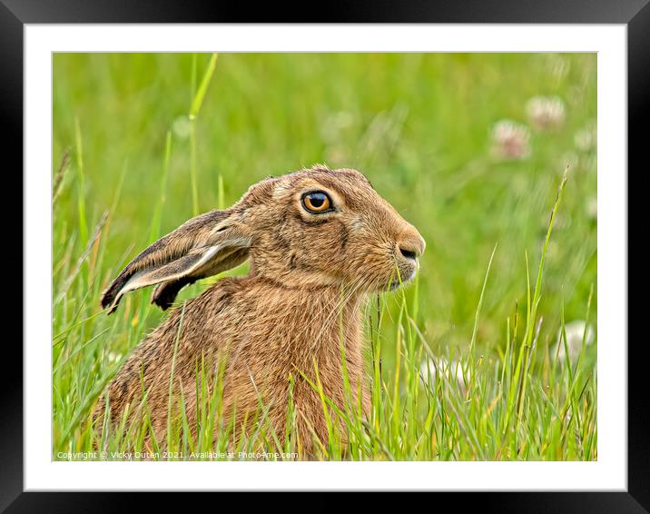 Hare  Framed Mounted Print by Vicky Outen