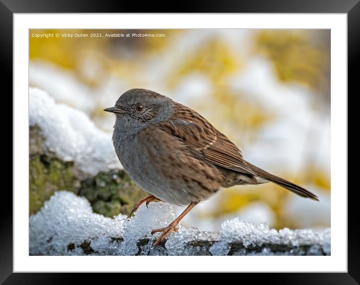Dunnock standing in the snow Framed Mounted Print by Vicky Outen