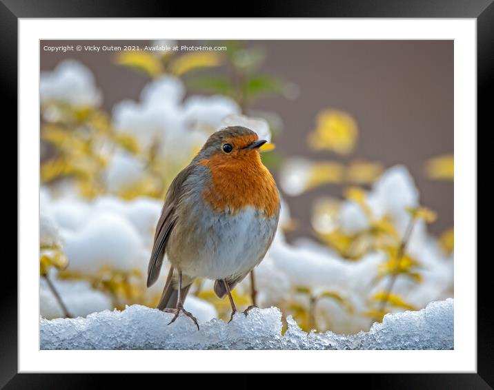 Robin standing on the snow Framed Mounted Print by Vicky Outen