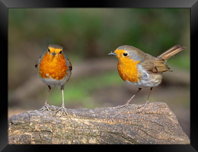 Two robins standing on a log  Framed Print by Vicky Outen