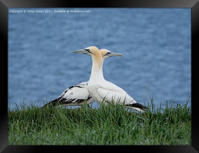 Gannets passing one another  Framed Print by Vicky Outen