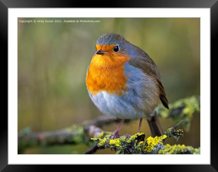A beautiful robin perched on a branch Framed Mounted Print by Vicky Outen