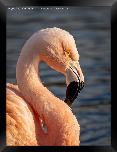 Flamingo in the evening sun Framed Print by Vicky Outen