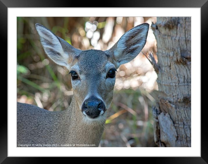 A Key deer looking at the camera Framed Mounted Print by Vicky Outen