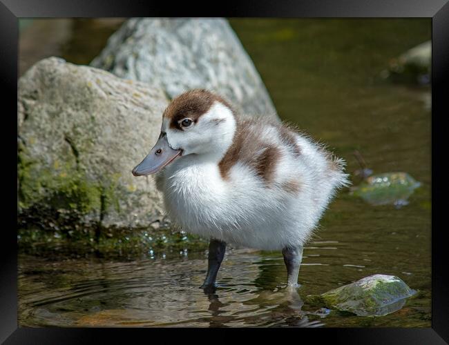 A shelduckling standing in a body of water Framed Print by Vicky Outen