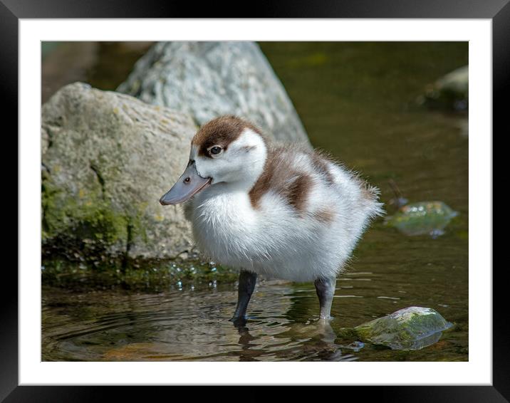 A shelduckling standing in a body of water Framed Mounted Print by Vicky Outen